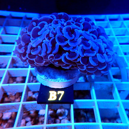 PURPLE WALL HAMMER LIVE CORAL - B7 - REEF RHAPSODY-HELLFIRE , GRAIL, BANANA, ZOA