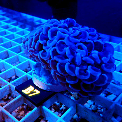 PURPLE WALL HAMMER LIVE CORAL - B7 - REEF RHAPSODY-HELLFIRE , GRAIL, BANANA, ZOA