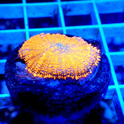 PUMKPIN SPICE MUSHROOM LIVE CORAL -B27 - WYSIWYG - REEF RHAPSODY - JOKER TORCH-