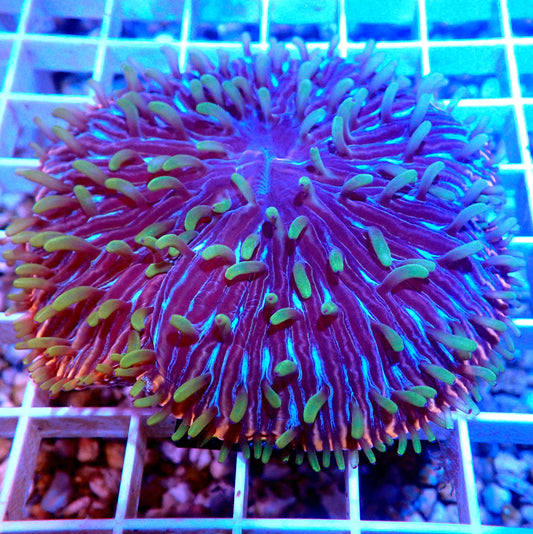 RAINBOW FUNGIA SHORT TENTACLE PLATE LIVE CORAL - WYSIWYG - REEF RHAPSODY -ZOA