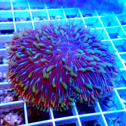 RAINBOW FUNGIA SHORT TENTACLE PLATE LIVE CORAL - WYSIWYG - REEF RHAPSODY -ZOA