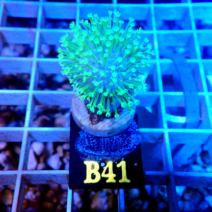 NEON GREEN WEEPING WILLOW LIVE CORAL FRAG - B41 - WYSIWYG - REEF RHAPSODY -ZOA