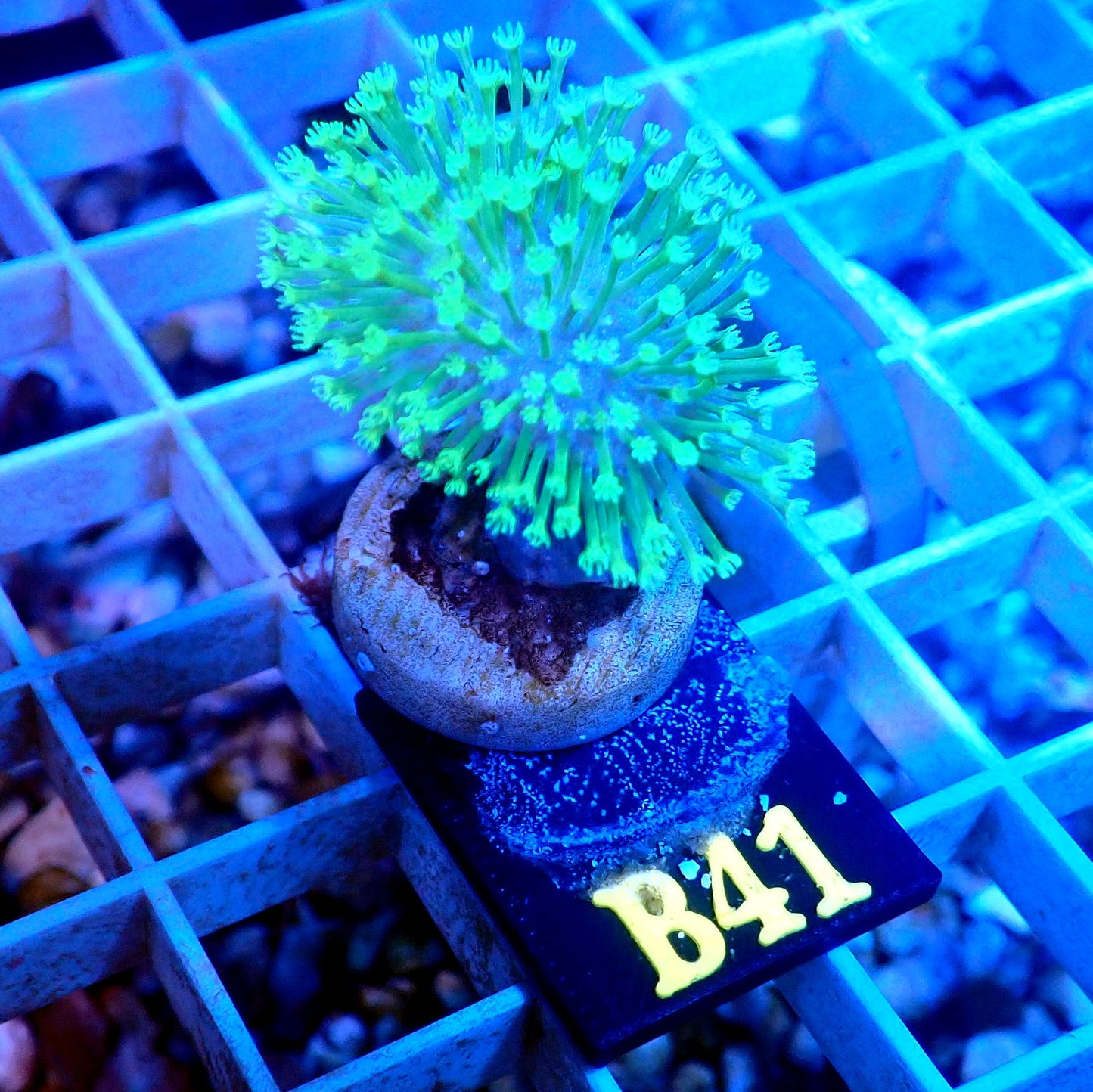 NEON GREEN WEEPING WILLOW LIVE CORAL FRAG - B41 - WYSIWYG - REEF RHAPSODY -ZOA