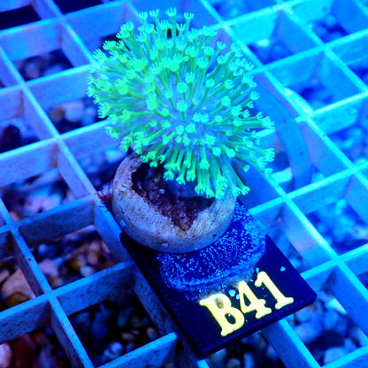 NEON GREEN WEEPING WILLOW LIVE CORAL FRAG - B41 - WYSIWYG - REEF RHAPSODY -ZOA