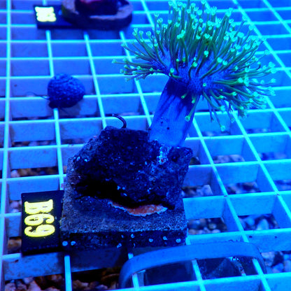 NEON GREEN WEEPING WILLOW LIVE CORAL FRAG - B69 - WYSIWYG - REEF RHAPSODY -