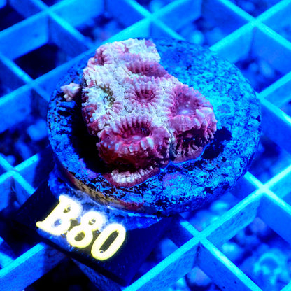 RED AND YELLOW FAVIA LIVE CORAL - B80 - WYSIWYG - REEF RHAPSODY - BLASGTO-ACAN-