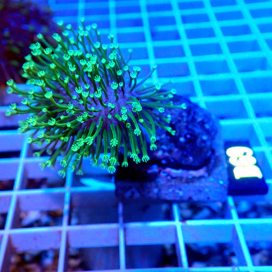 NEON GREEN WEEPING WILLOW LIVE CORAL FRAG - B69 - WYSIWYG - REEF RHAPSODY -