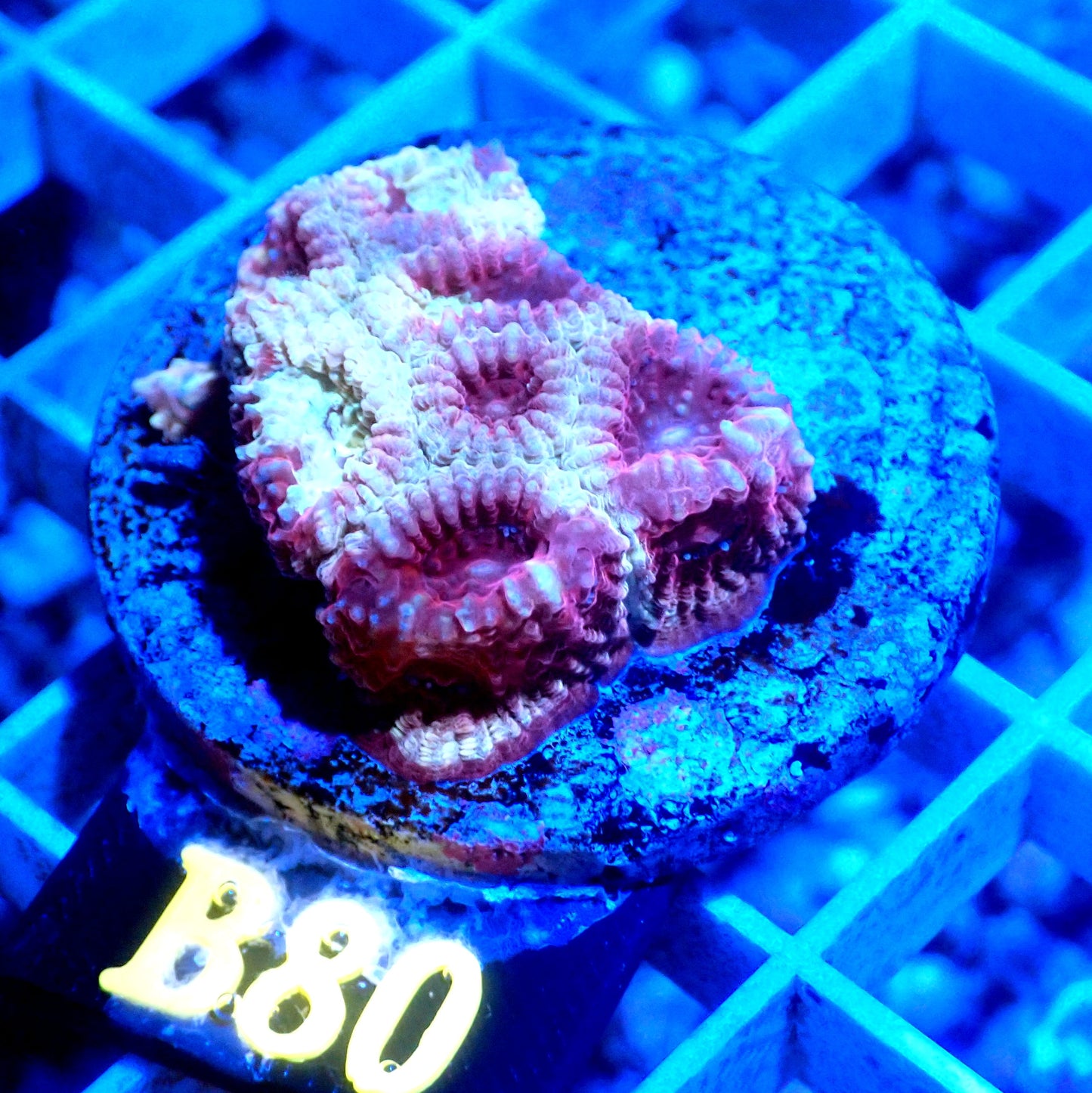 RED AND YELLOW FAVIA LIVE CORAL - B80 - WYSIWYG - REEF RHAPSODY - BLASGTO-ACAN-