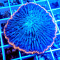 RING OF FIRE FUNGIA PLATE LIVE CORAL - WYSIWYG - REEF RHAPSODY -TORCH-ZOATHID-XR