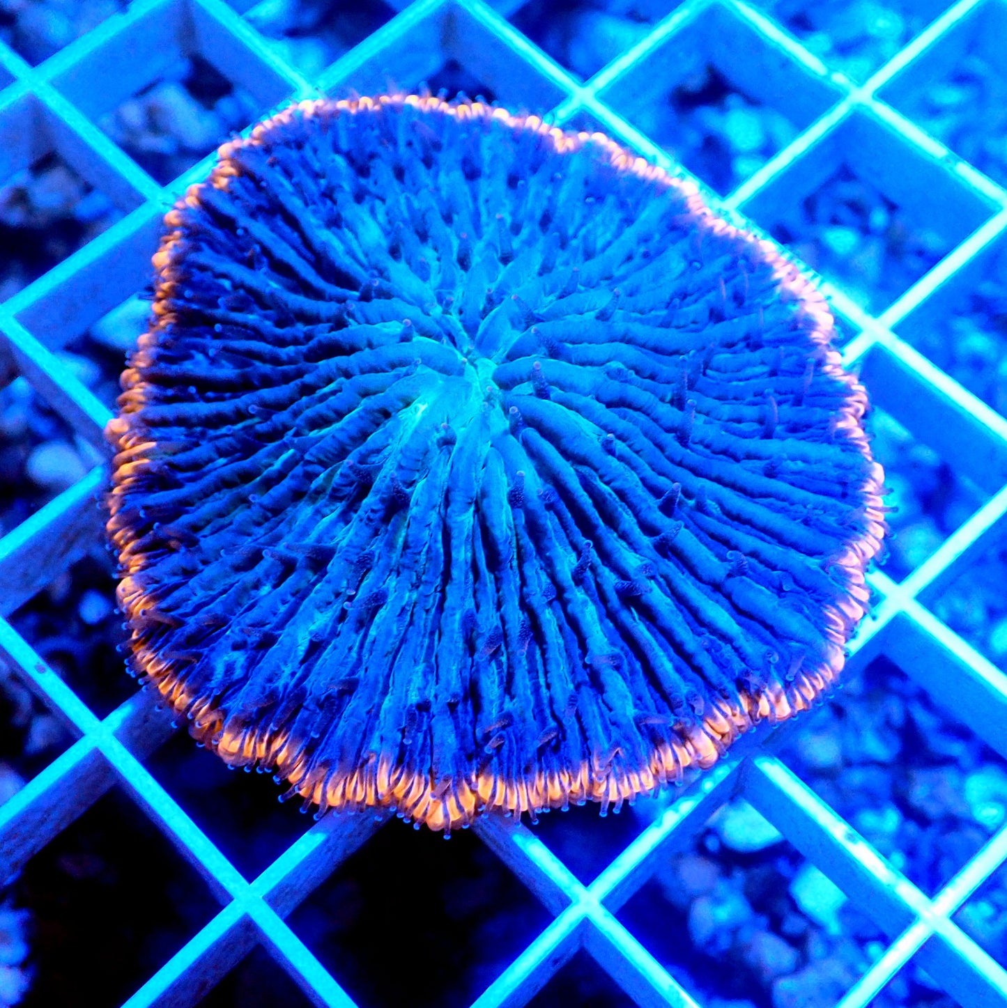 RING OF FIRE FUNGIA PLATE LIVE CORAL - WYSIWYG - REEF RHAPSODY -TORCH-ZOATHID-XR