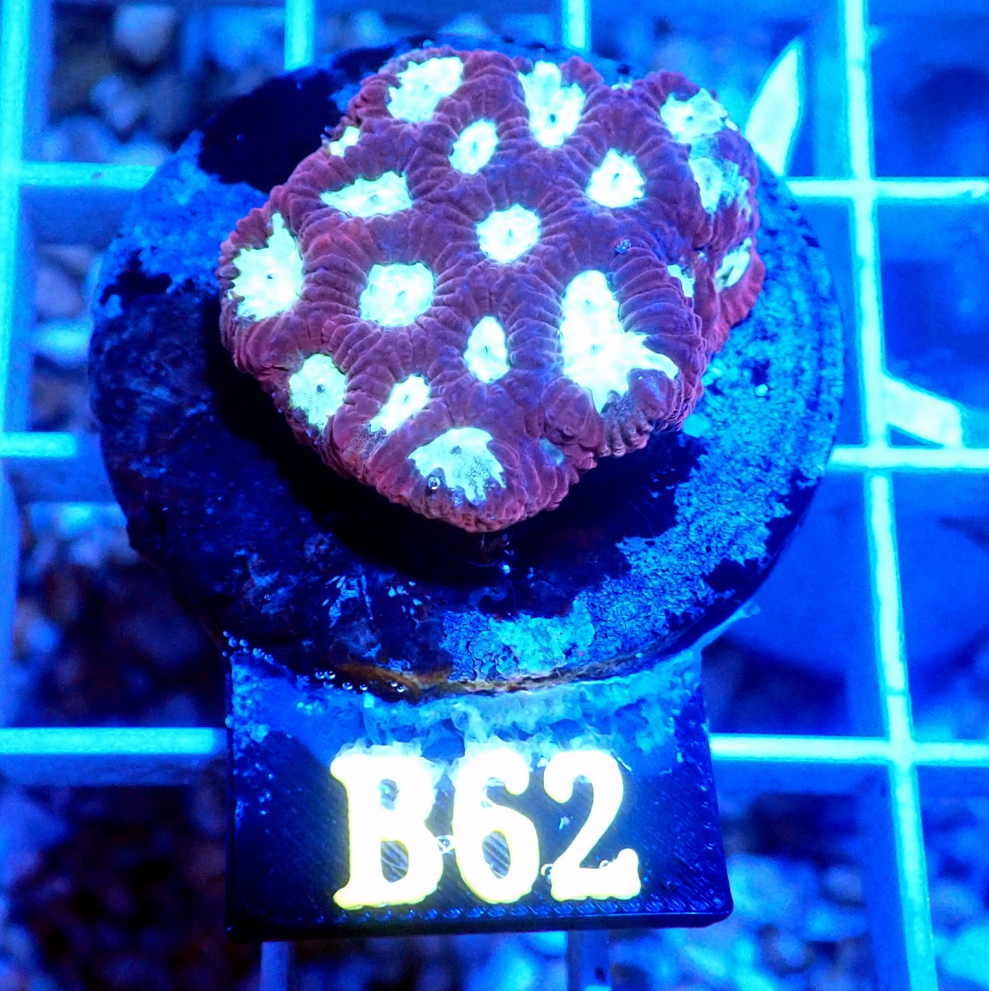 RED AND GREEN FAVIA LIVE CORAL -B62 - WYSIWYG - REEF RHAPSODY -TORCH-HAMMER-ACAN