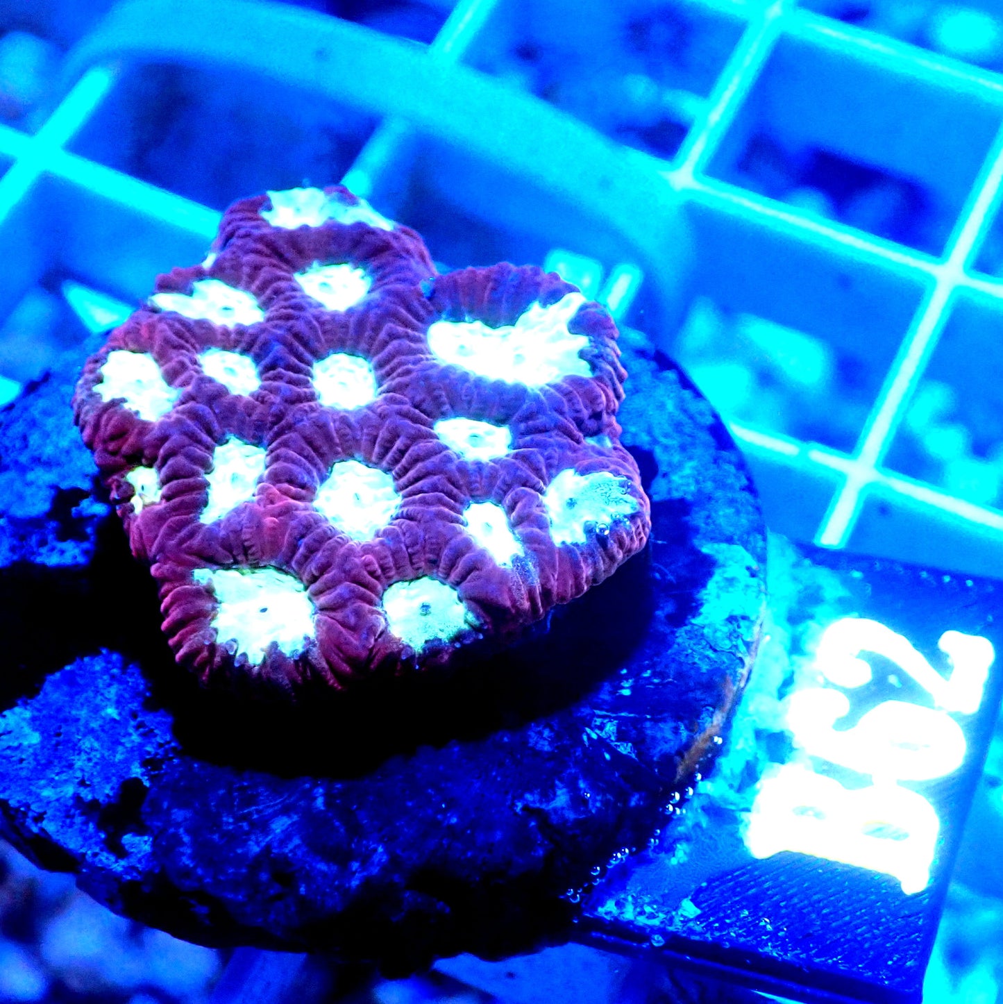 RED AND GREEN FAVIA LIVE CORAL -B62 - WYSIWYG - REEF RHAPSODY -TORCH-HAMMER-ACAN