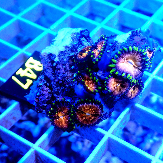 NIRVANA ZOANTHID LIVE CORAL FRAG - B47 - WYSIWYG - REEF RHAPSODY - STRATOSPHERE