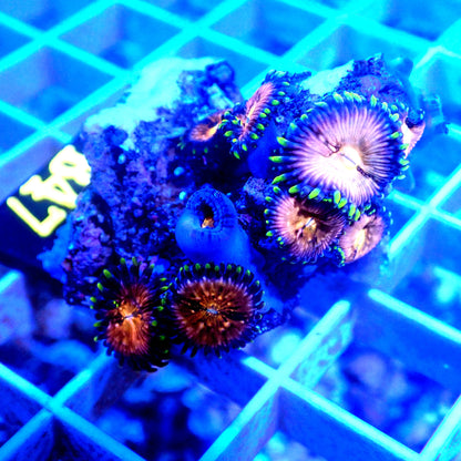 NIRVANA ZOANTHID LIVE CORAL FRAG - B47 - WYSIWYG - REEF RHAPSODY - STRATOSPHERE