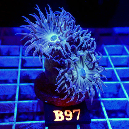 REGULAR DUNCAN 3 HEAD FRAG LIVE CORAL - B97 - WYSIWYG - REEF RHAPSODY -ZOANTHID