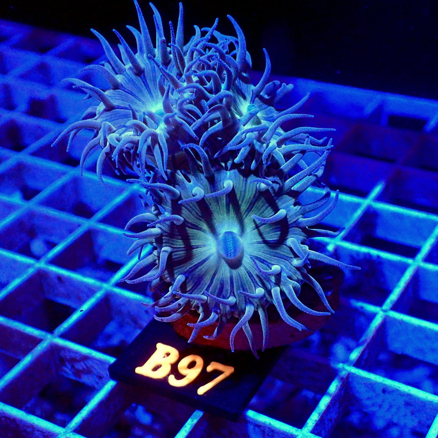 REGULAR DUNCAN 3 HEAD FRAG LIVE CORAL - B97 - WYSIWYG - REEF RHAPSODY -ZOANTHID