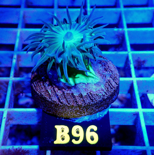 BLUE DUNCAN LIVE CORAL FRAG- B96 - WYSIWYG - REEF RHAPSODY - GRAIL - DRAGONSOUL-