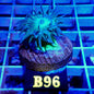 BLUE DUNCAN LIVE CORAL FRAG- B96 - WYSIWYG - REEF RHAPSODY - GRAIL - DRAGONSOUL-