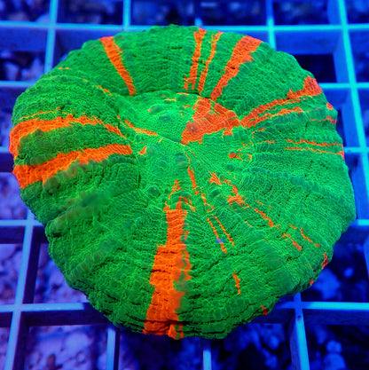 AUSSIE BLEEDING APPLE SCOLY LIVE CORAL - WYSIWYG - REEF RHAPSODY -