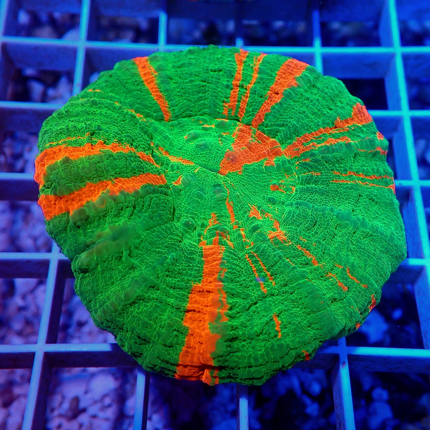 AUSSIE BLEEDING APPLE SCOLY LIVE CORAL - WYSIWYG - REEF RHAPSODY -