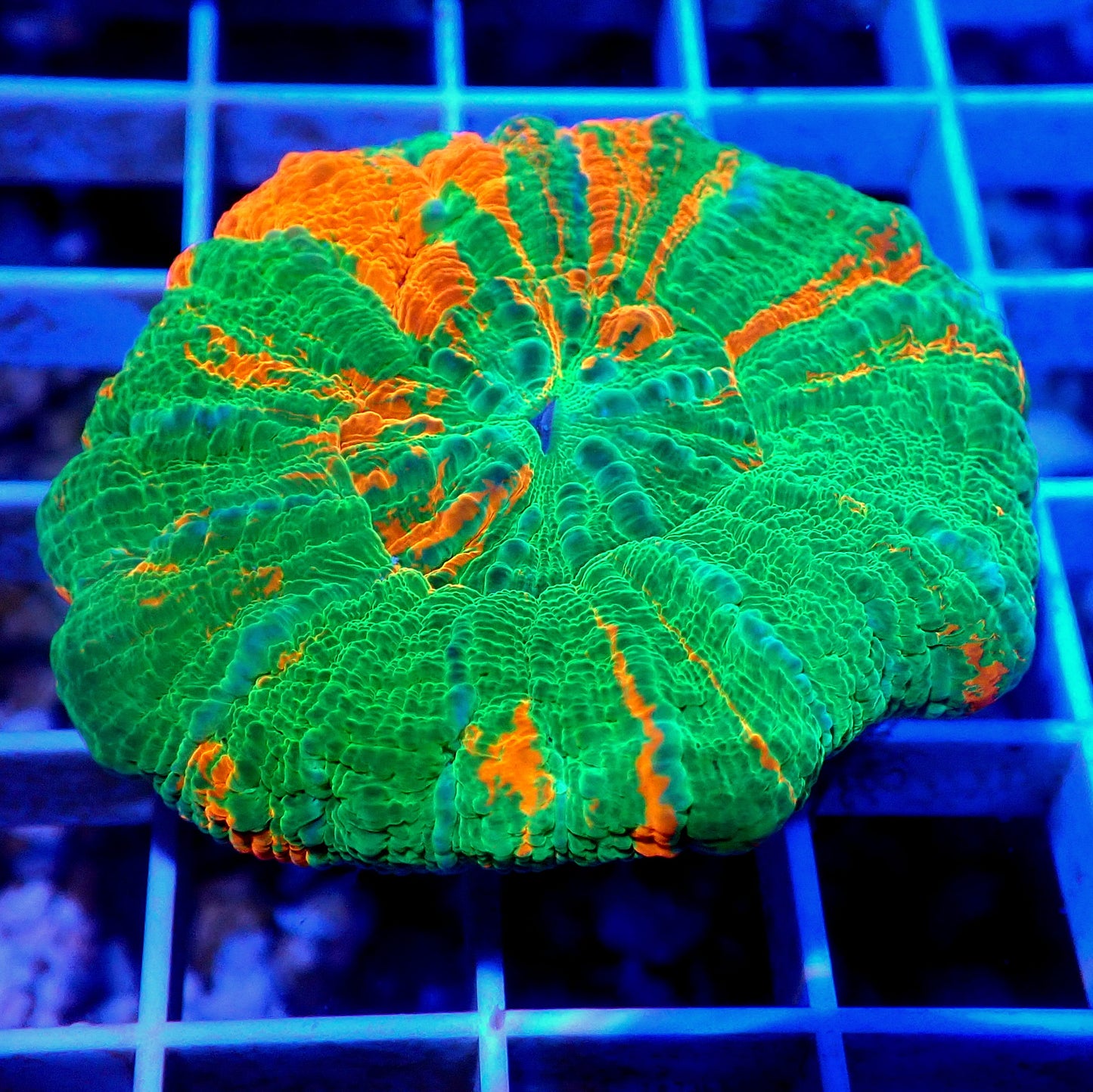 AUSSIE BLEEDING APPLE SCOLY LIVE CORAL - WYSIWYG - REEF RHAPSODY - GRAIL-JOKER-