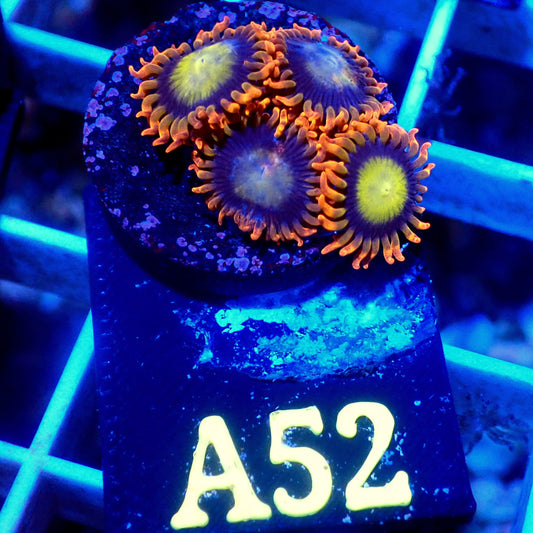 ELECTRO MANDARIN ZOATHID LIVE CORAL - A52 - WYSIWYG - REEF RHAPSODY -