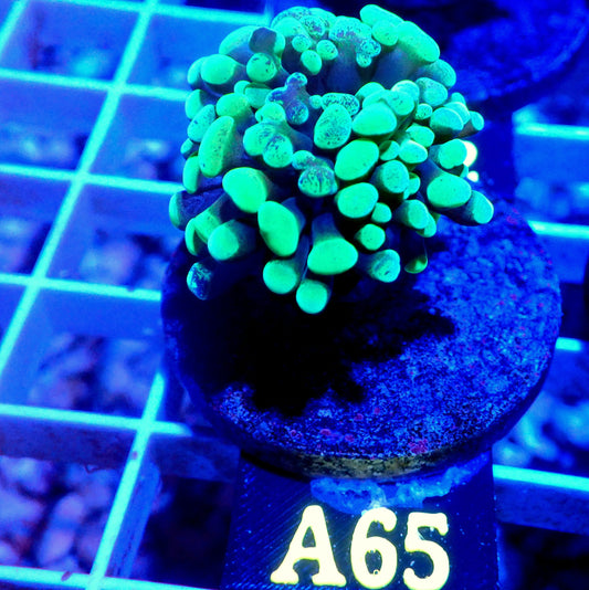 BABY GREEN SPLATTER HAMMER CORAL - A65 - WYSIWYG - REEF RHAPSODY -