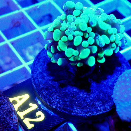 GREEN SPLATTER HAMMER LIVE CORAL FRAG - A12 - WYSIWYG - REEF RHAPSODY -