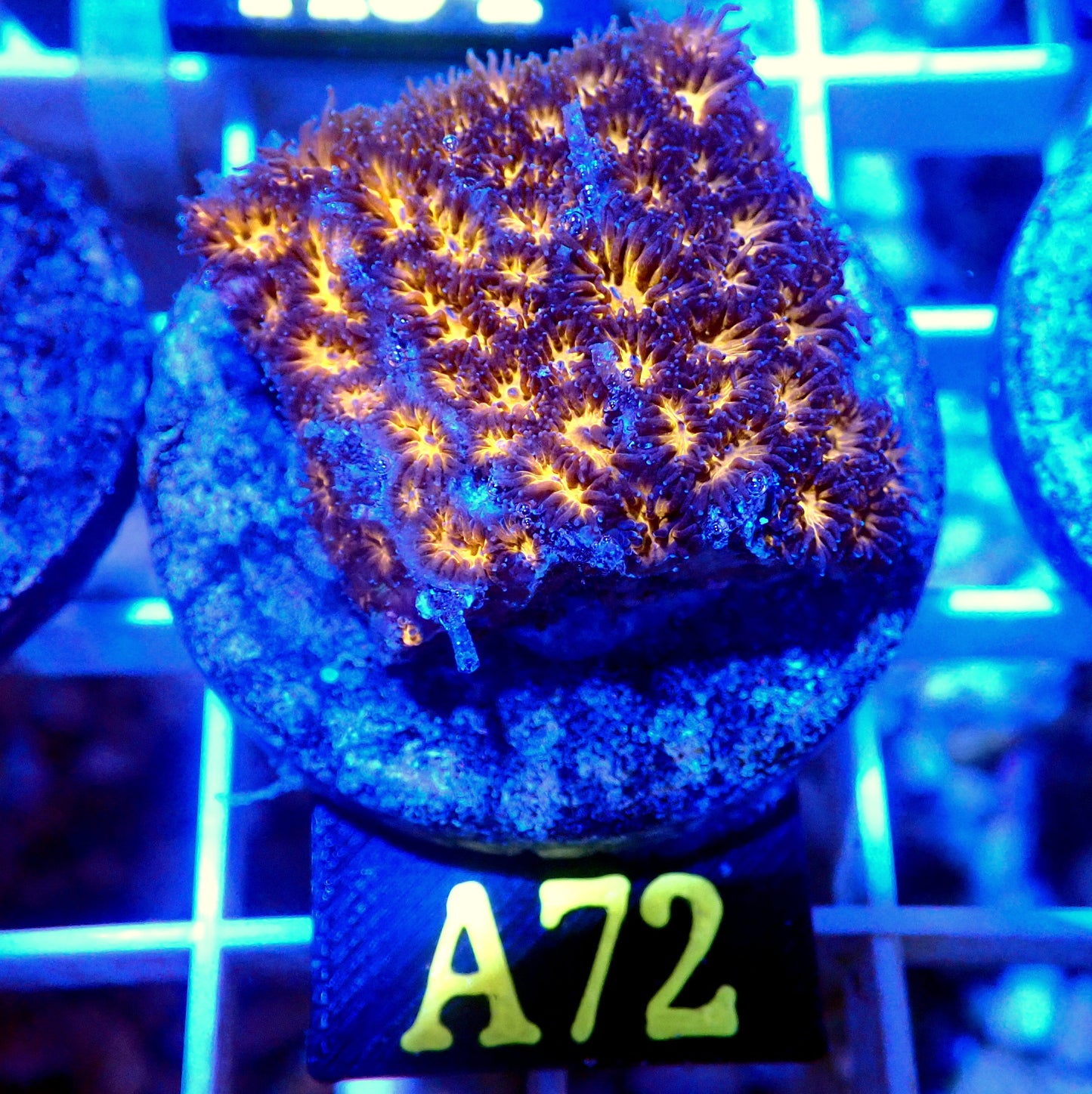 ORANGE LEPASTREA LIVE CORAL FRAG - A72 - WYSIWYG - REEF RHAPSODY -