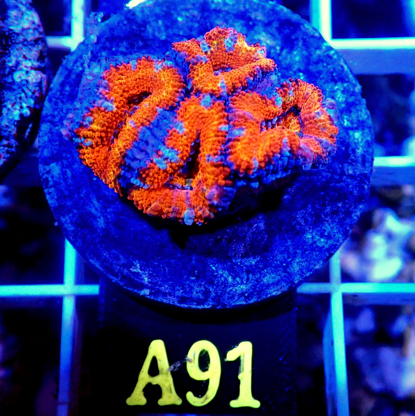 RAINBOW LORD ACAN LIVE CORAL FRAG - A91- WYSIWYG - REEF RHAPSODY -