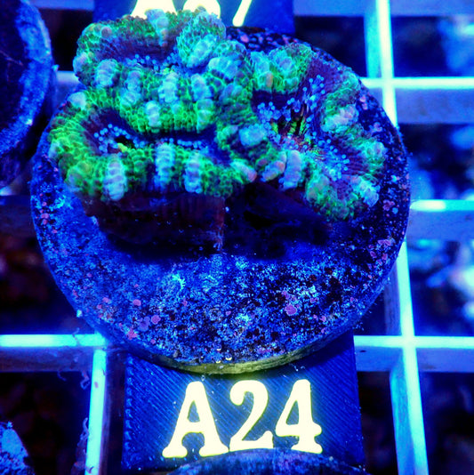 EMERALD LORD ACAN LIVE CORAL - A24- WYSIWYG - REEF RHAPSODY -