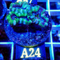 EMERALD LORD ACAN LIVE CORAL - A24- WYSIWYG - REEF RHAPSODY -