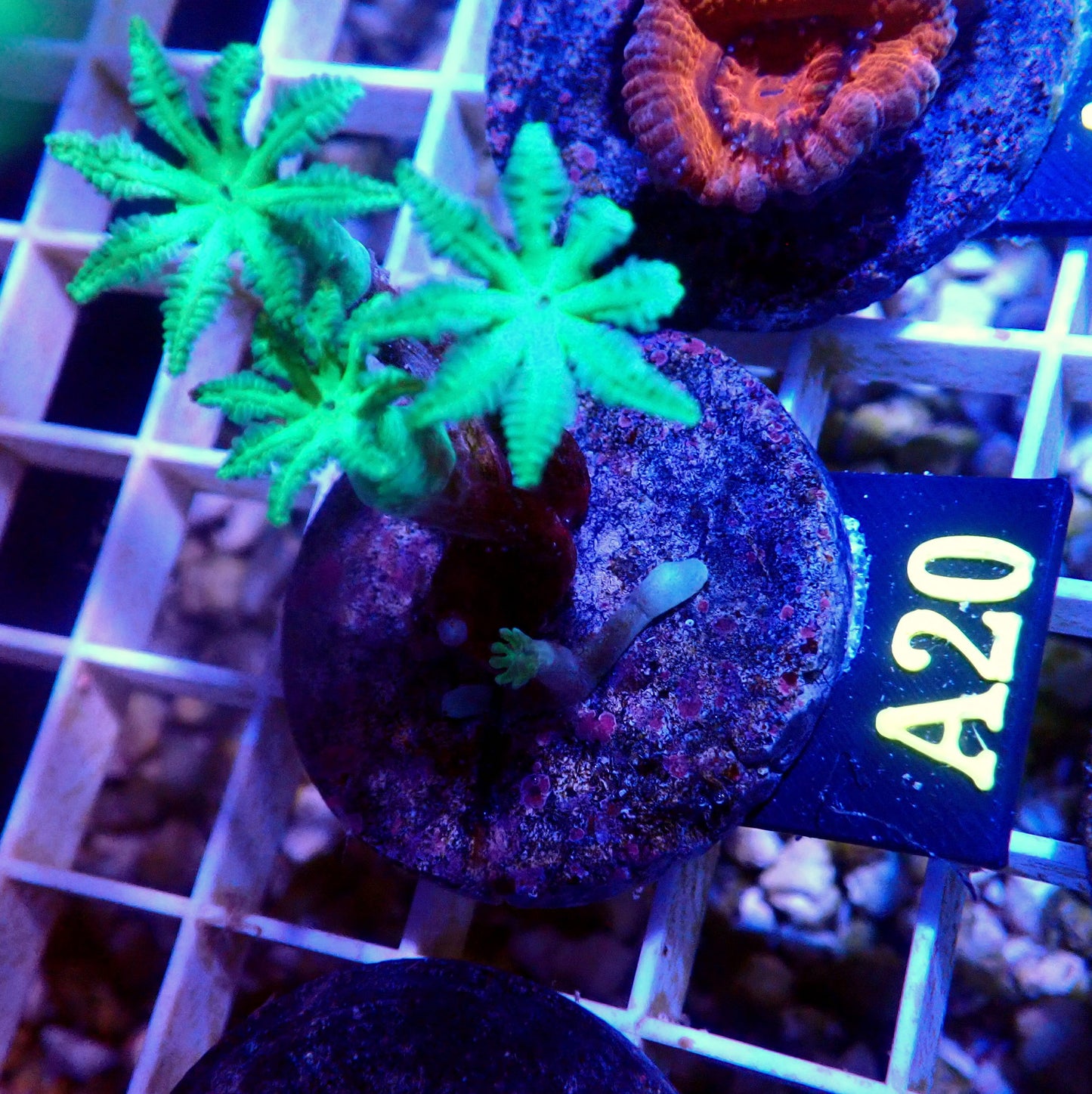 LIMESCILE CLOVE POLYP LIVE CORAL - A20 - WYSIWYG - REEF RHAPSODY -