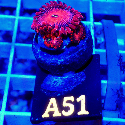 SEDUCTION PALYTHOA LIVE CORAL - A51 - WYSIWYG - REEF RHAPSODY -ZOANTHID-BLASTO-