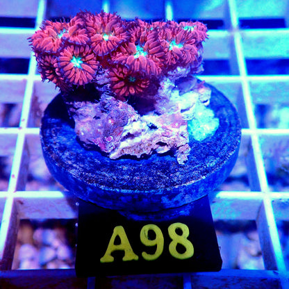 RED BLASTOMUSSA MERLETTI LIVE CORAL FRAG - A98 - WYSIWYG - REEF RHAPSODY -HAMMER