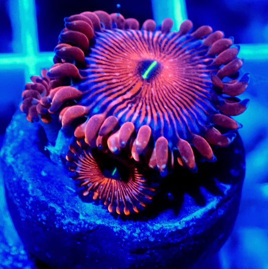 SEDUCTION PALYTHOA LIVE CORAL - A51 - WYSIWYG - REEF RHAPSODY -ZOANTHID-BLASTO-