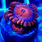 SEDUCTION PALYTHOA LIVE CORAL - A51 - WYSIWYG - REEF RHAPSODY -ZOANTHID-BLASTO-