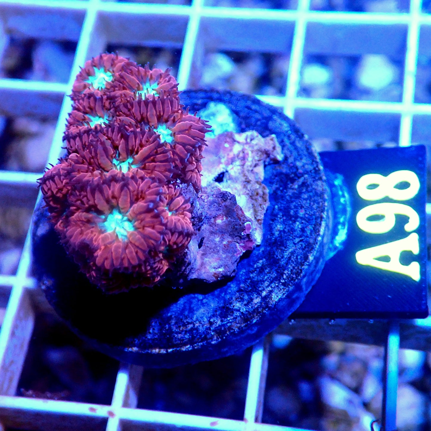 RED BLASTOMUSSA MERLETTI LIVE CORAL FRAG - A98 - WYSIWYG - REEF RHAPSODY -HAMMER