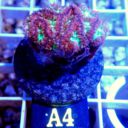 RED BLASTOMUSSA MERLETTI LIVE CORAL FRAG - A4 - WYSIWYG - REEF RHAPSODY -HAMMER