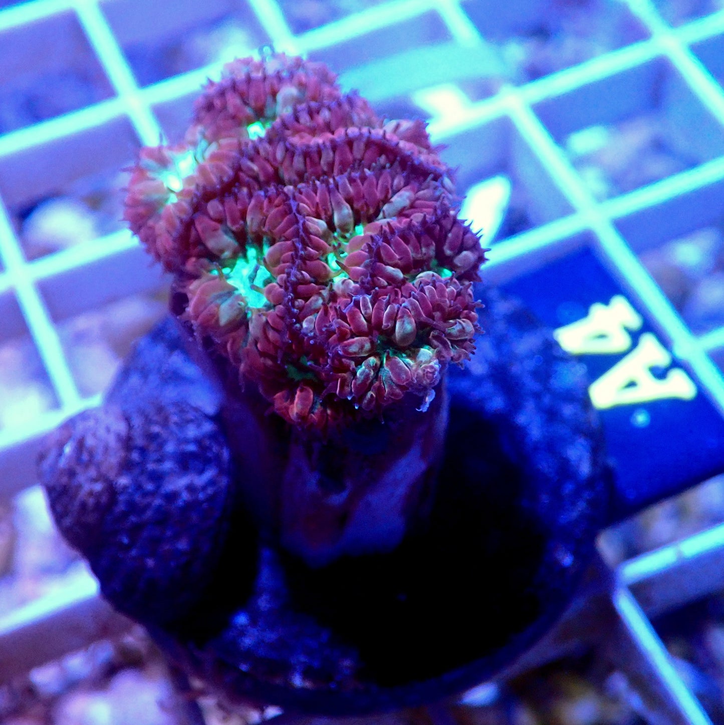 RED BLASTOMUSSA MERLETTI LIVE CORAL FRAG - A4 - WYSIWYG - REEF RHAPSODY -HAMMER