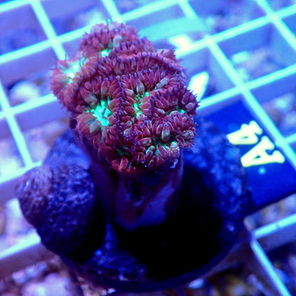 RED BLASTOMUSSA MERLETTI LIVE CORAL FRAG - A4 - WYSIWYG - REEF RHAPSODY -HAMMER