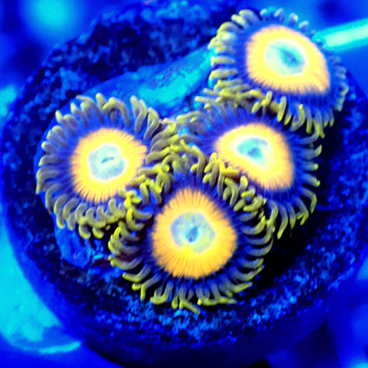 SCRAMBLED EGGS ZOANTHID LIVE CORAL - A93- WYSIWYG - REEF RHAPSODY -GRAIL-BLASTO