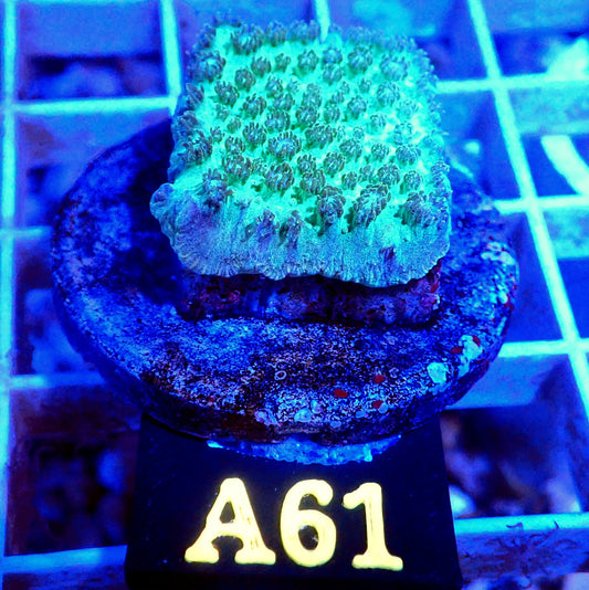 EMERALD HYDNOPHORA LIVE CORAL -A61 - WYSIWYG - REEF RHAPSODY -ELEGANCE-TORCH-