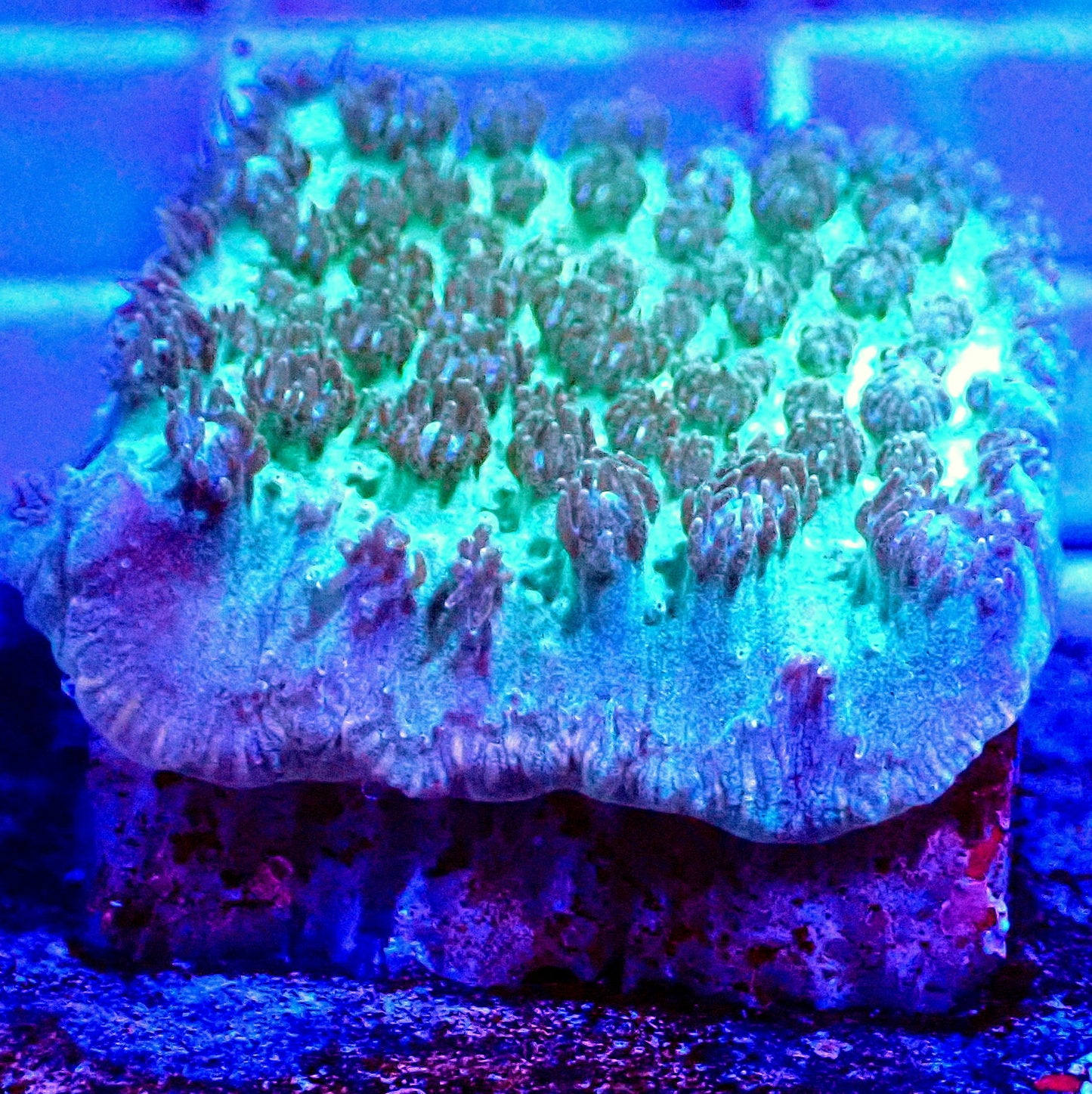 EMERALD HYDNOPHORA LIVE CORAL -A61 - WYSIWYG - REEF RHAPSODY -ELEGANCE-TORCH-