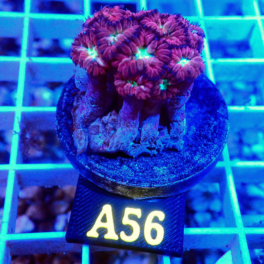 RED BLASTOMUSSA MERLETTI LIVE CORAL FRAG - A56 - WYSIWYG - REEF RHAPSODY -