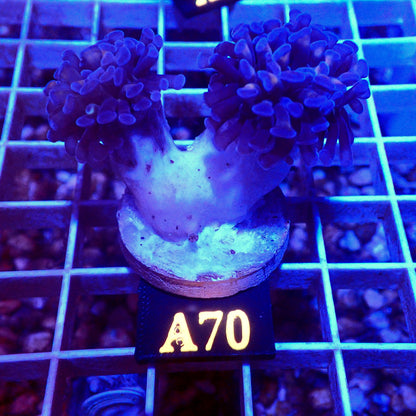 BI-COLOR HAMMER CORAL - A70 - WYSIWYG - REEF RHAPSODY -