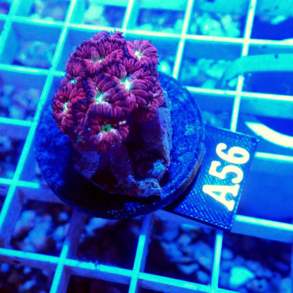 RED BLASTOMUSSA MERLETTI LIVE CORAL FRAG - A56 - WYSIWYG - REEF RHAPSODY -