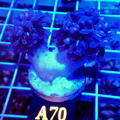 BI-COLOR HAMMER CORAL - A70 - WYSIWYG - REEF RHAPSODY -