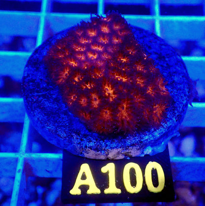 HALLOWEEN ORANGE LEPASTREA LIVE CORAL FRAG - A100 - WYSIWYG - REEF RHAPSODY -