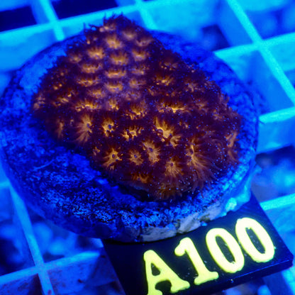 HALLOWEEN ORANGE LEPASTREA LIVE CORAL FRAG - A100 - WYSIWYG - REEF RHAPSODY -